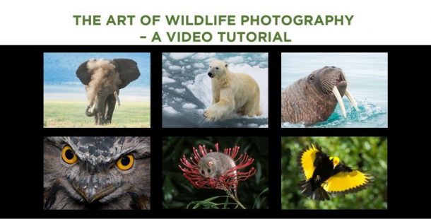 The Art of Wildlife Photography video tutorial