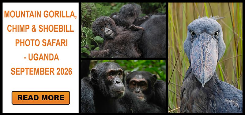 7 Day Gorilla Chimpanzee And Shoebill Photo Safari Uganda