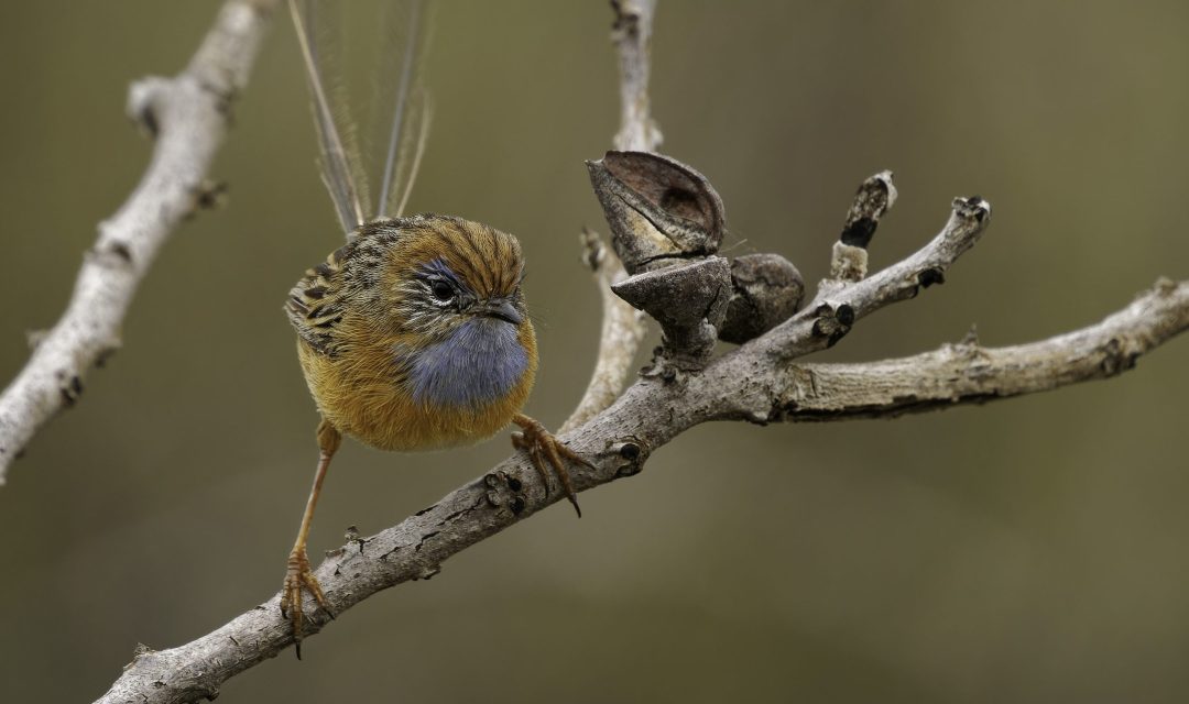Southern Emu-wren - Stipiturus malachurus brown bird with long tail and blue throat in Maluridae, endemic to Australia, natural habitats are temperate forests, Mediterranean-type shrubby vegetation