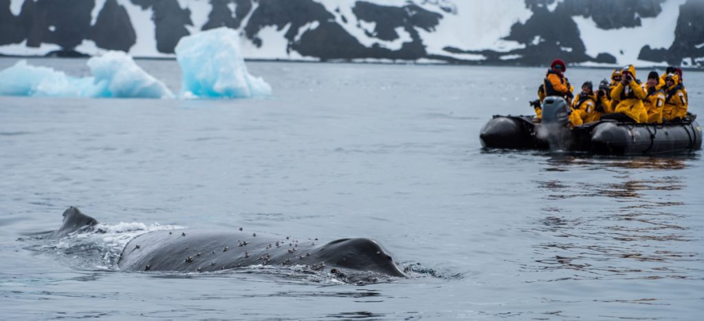 Antartic Whale encounter