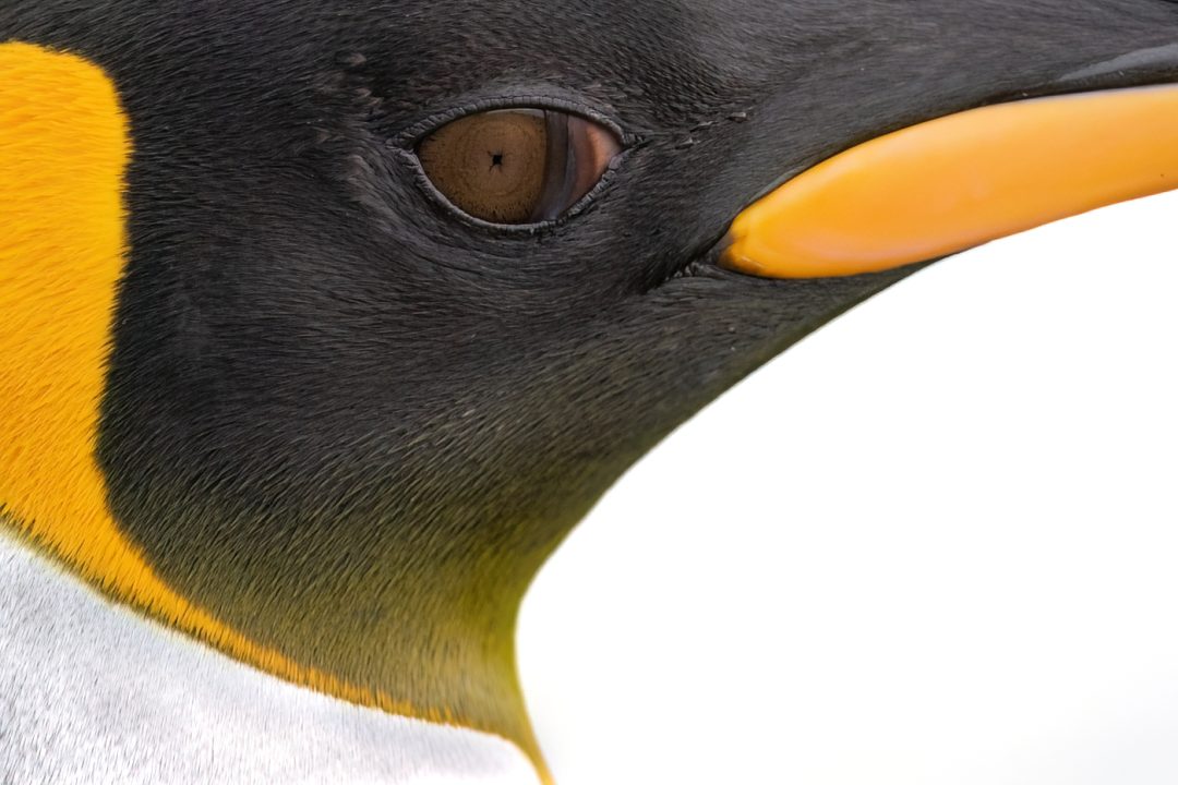 Close up penguin