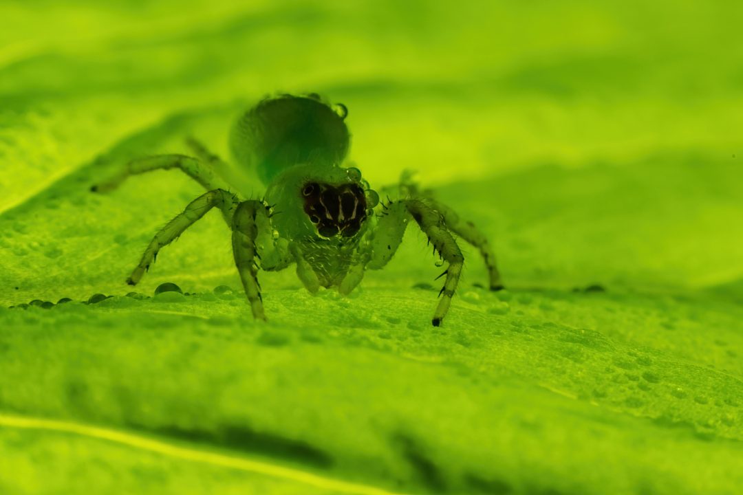 Green spider