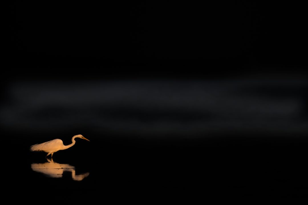 Sunlit bird with dark background