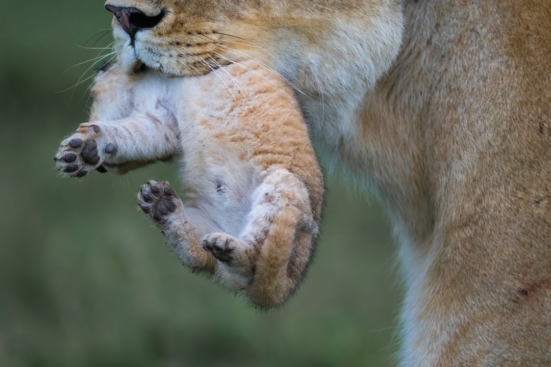 Lioness with cub