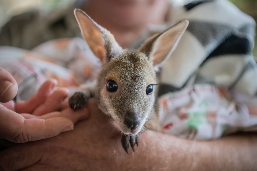 Joey being held