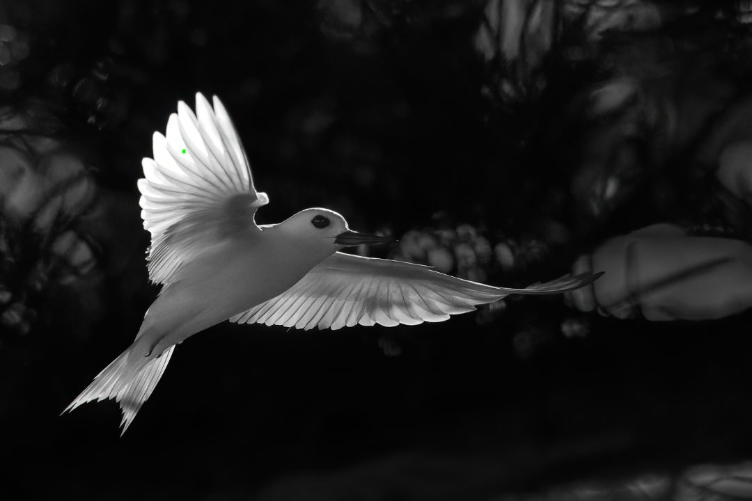 White Tern