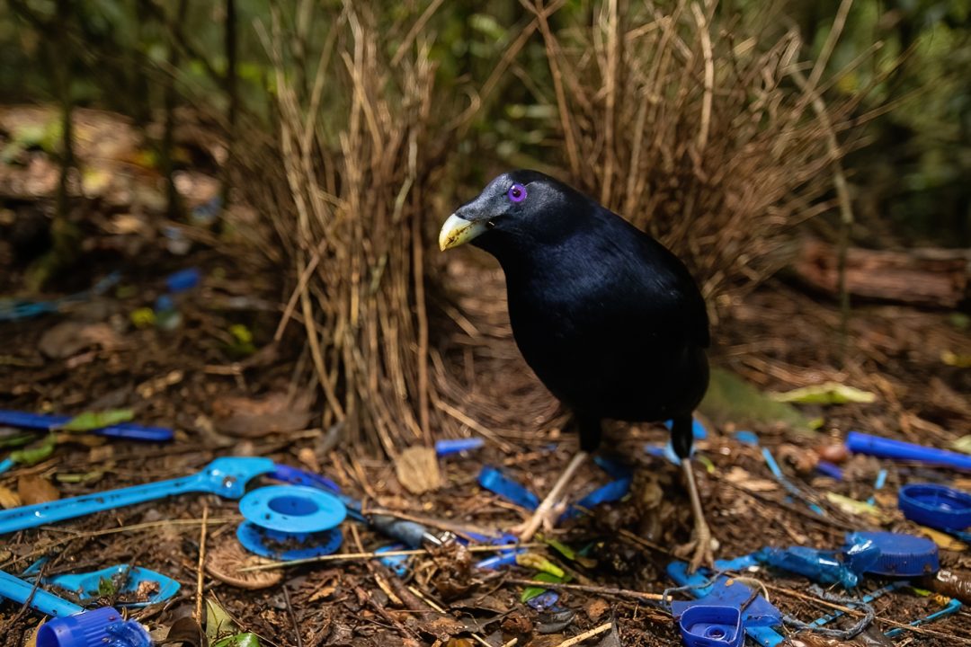 Satin bowerbird in front of bower