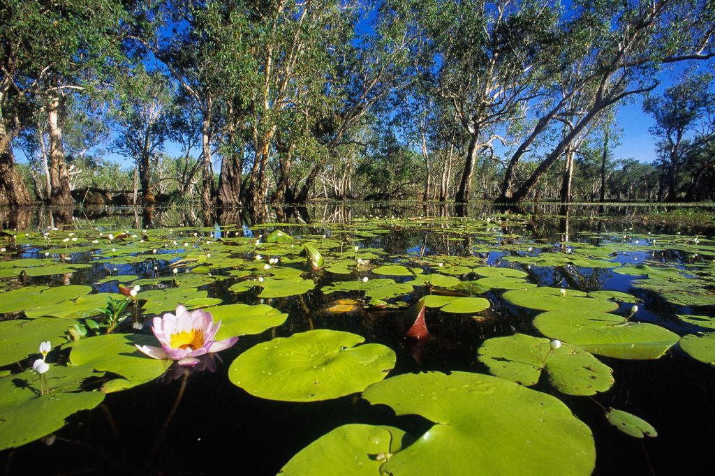 Paperbark swamp with waterlilies at Yellow Water, Kakadu National Park, Northern Territory: ideal jacana habitat. A