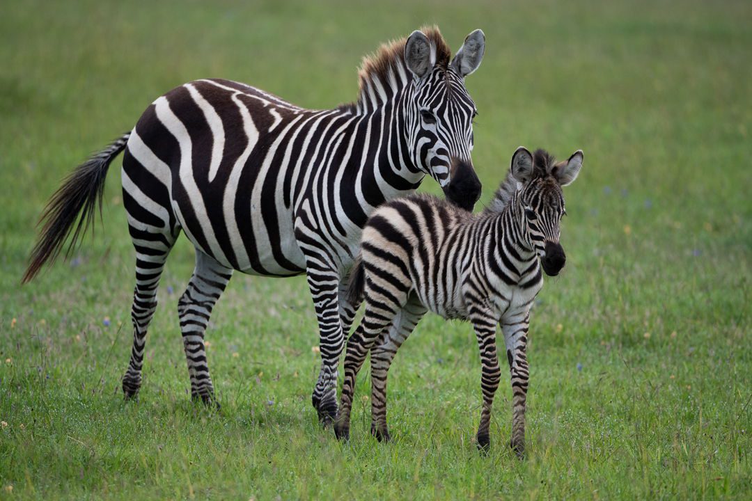Zebra with calf