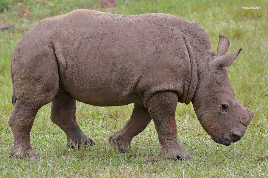 baby rhino australia zoo devon bull