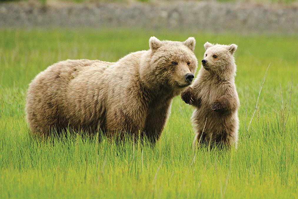 bear with cub
