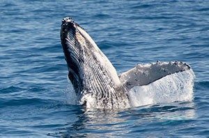 Whale Photography Workshop