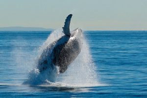 breaching-humpbacked-whale