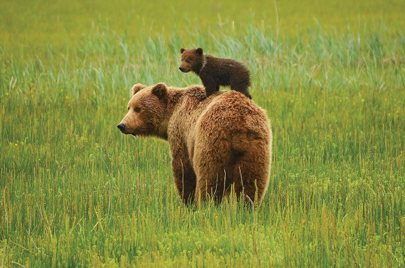 cub on bear