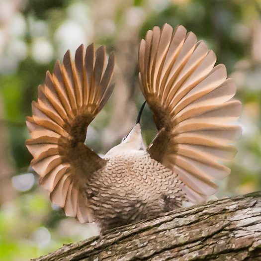 displaying riflebird - juvenile male