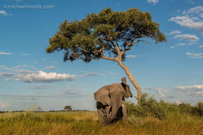 elephant - Okavanga Delta - Africa