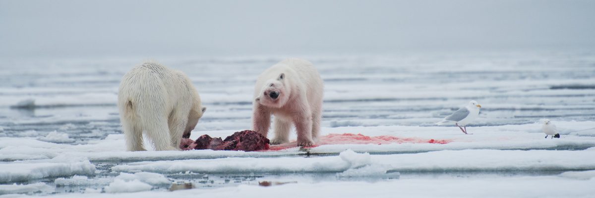 Feeding polar bears - Arctic