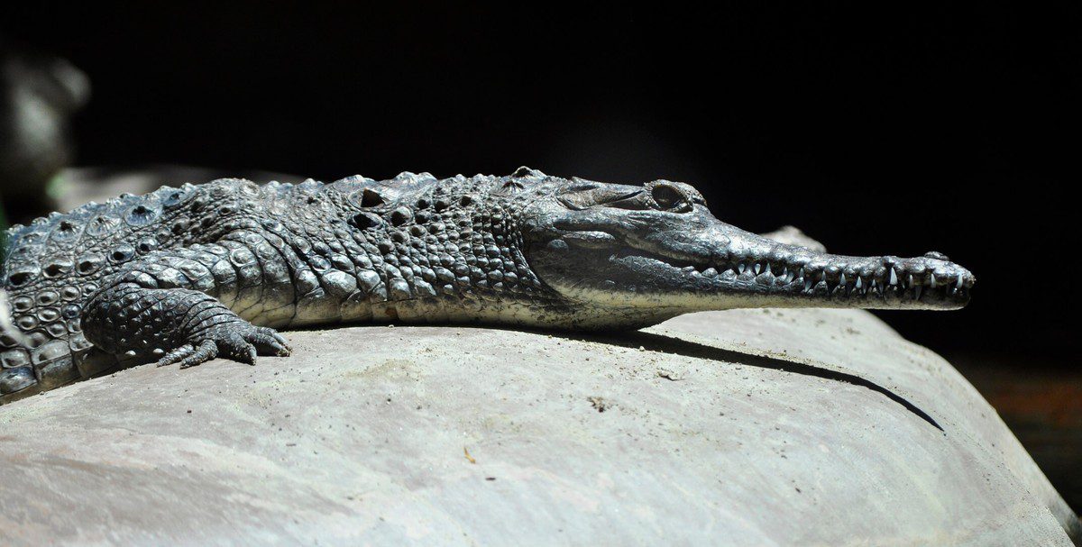 freshwater_crocodile_heather_paul,_flickr