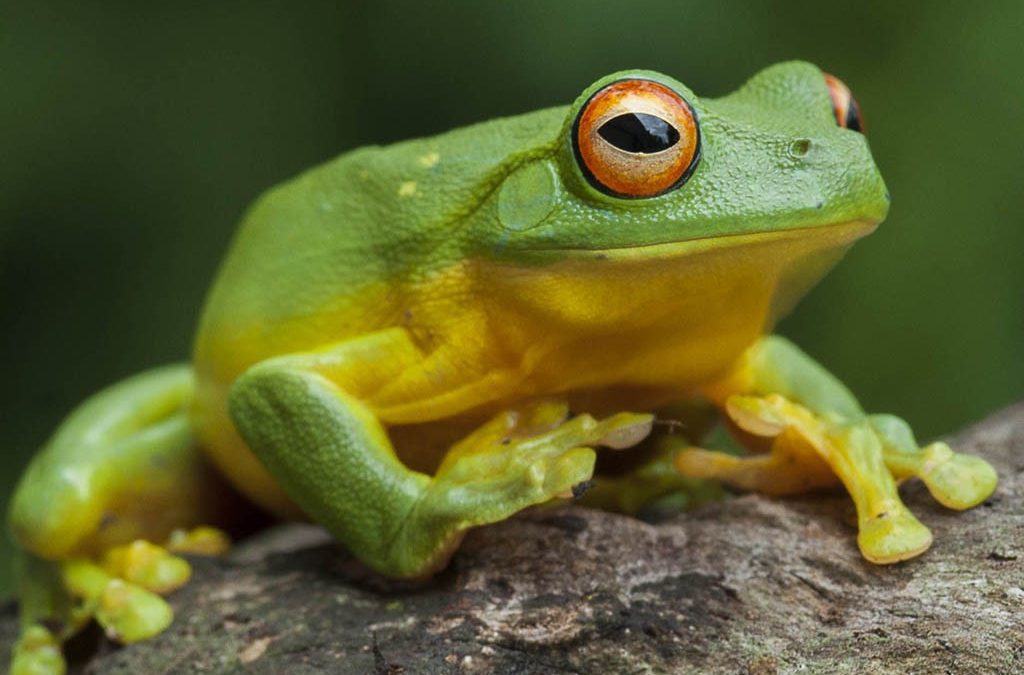 Photography Tips and Techniques – Frogs