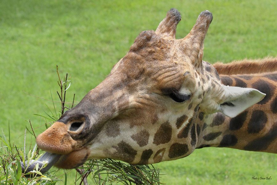 giraffe australia zoo devon bull