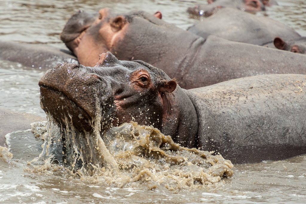 hippos
