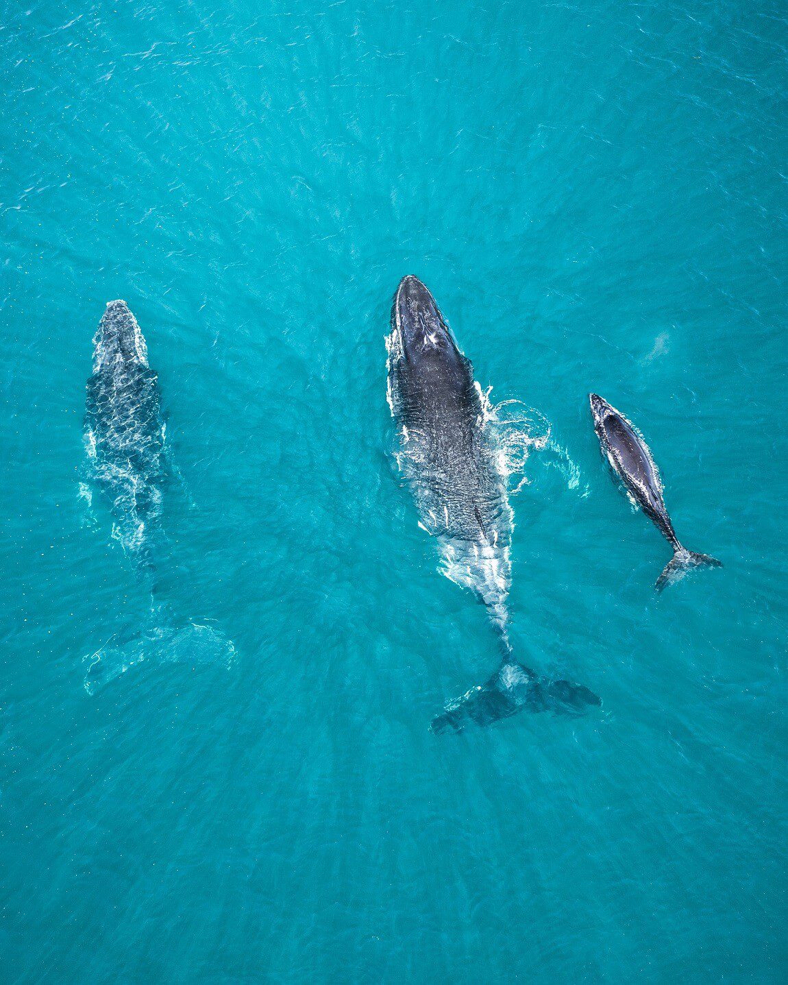 humpback_whales_tourism_western_australia_@mattfrommilesaway