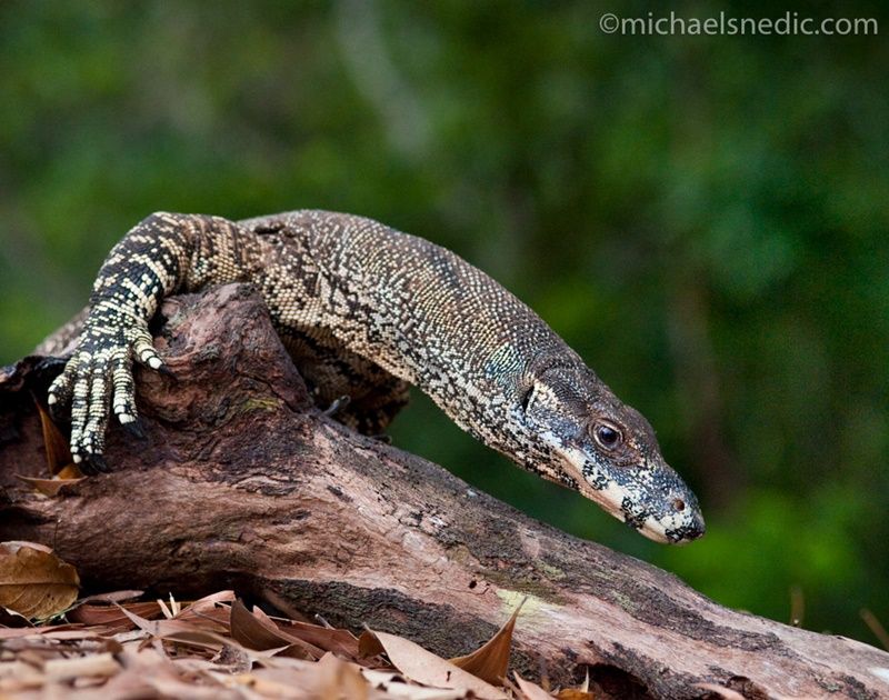 lace monitor