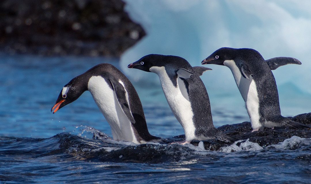 leaping penguins antarctica