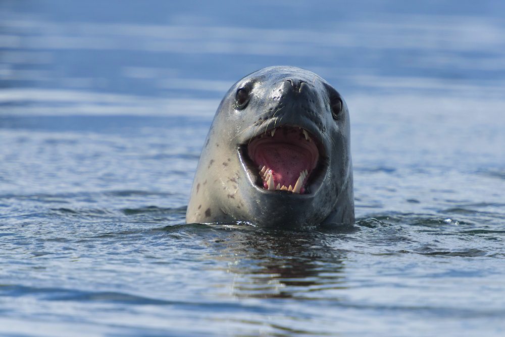 Leopard seal Antarctica