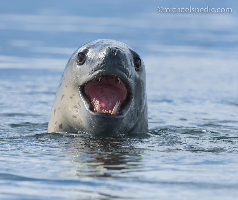 Observation – The Secret to Capturing Great Wildlife Photos