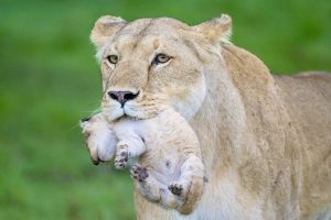 Lion-cub-playing