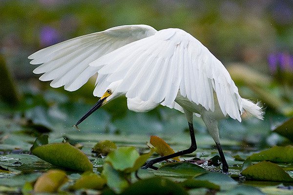 Little Egret fishing