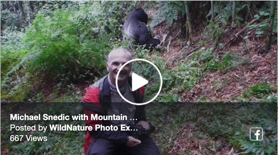 mountain gorilla video