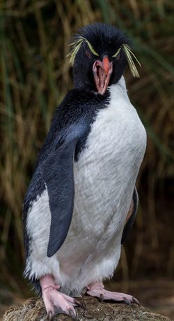 Rockhopper Penguin © David Burren