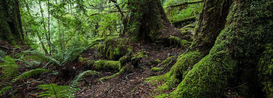 5 Day Tarkine Photography Workshop (Tasmania) With Georgina Steytler