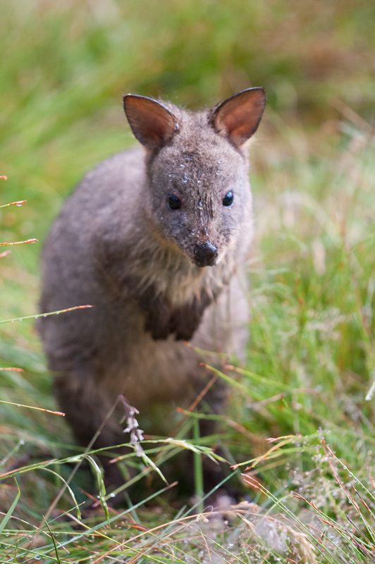 Tasmanian wildlife