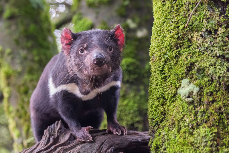 Nature Photography Guide to Tasmania