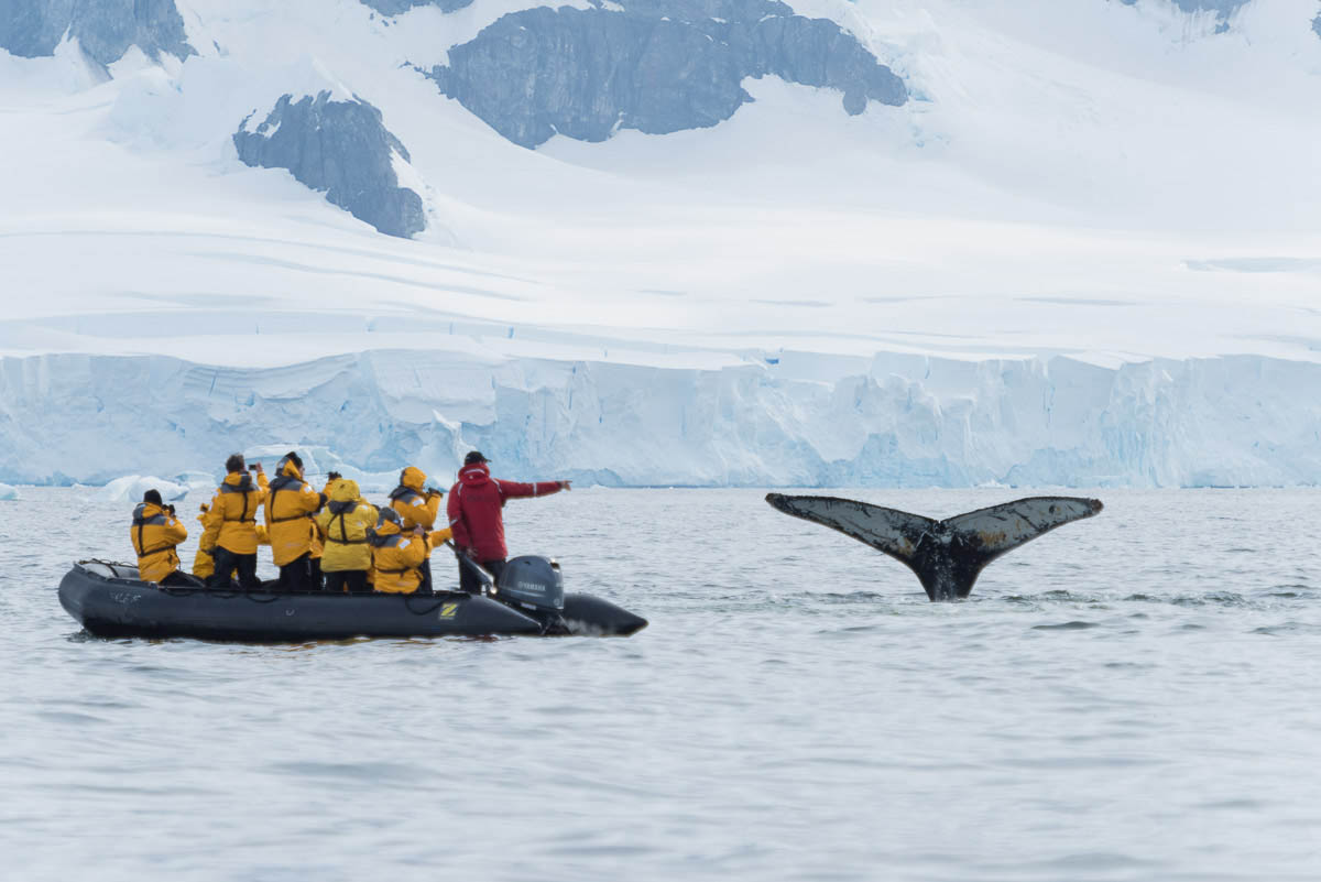 Whale Spotting in Antarctica
